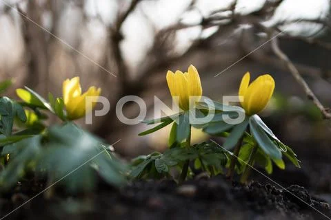 Winter aconite flowers with shallow DOF Stock Photos