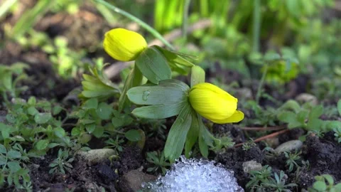 Winter aconite flowers video Stock Footage 244566435