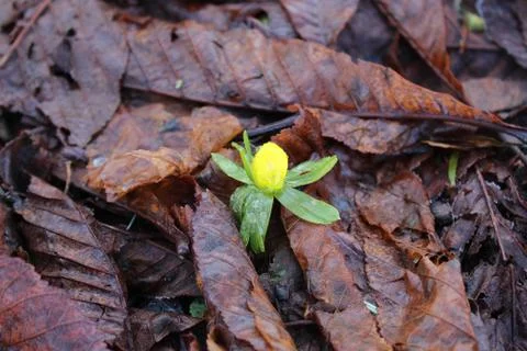 Winter aconite in the leaves Stock Photos