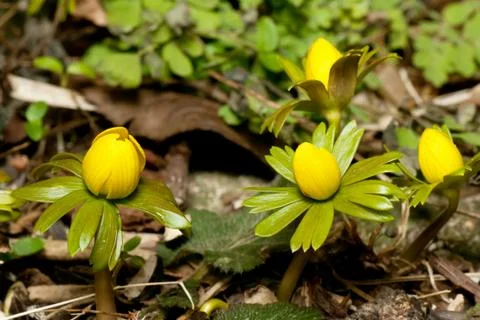 Winter Aconite Stock Photos