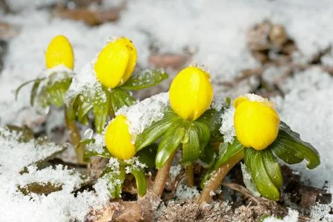 Winter Aconite Stock Photos