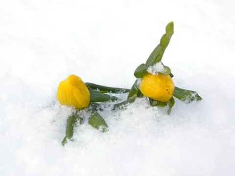 Winter Aconite Stock Photos