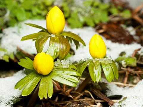Winter Aconite Stock Photos