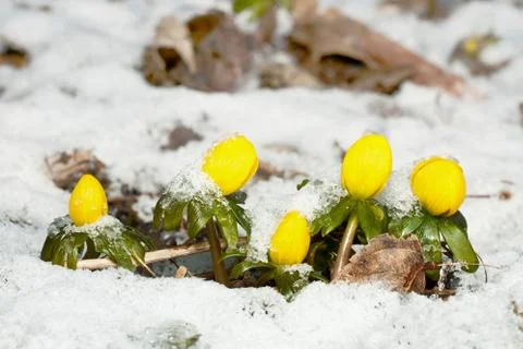 Winter Aconite Stock Photos
