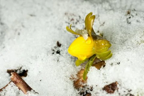 Winter Aconite Stock Photos