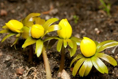 Winter Aconite Stock Photos