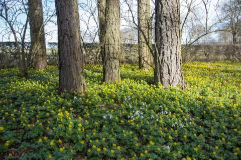 Winter aconite Foto stock