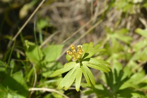 Winter aconite Stock Photos