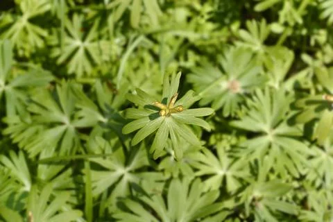 Winter aconite Stock Photos