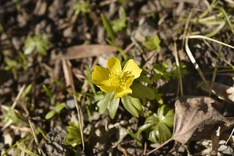 Winter aconite Stock Photos