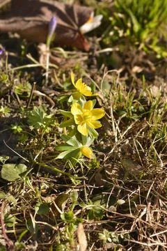 Winter aconite Stock Photos