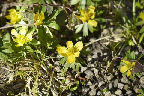 Winter aconite Stock Photos