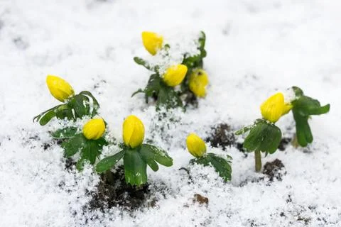 Winter aconite in snow Stock Photos