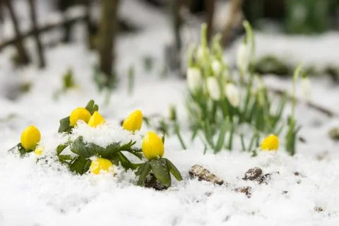 Winter aconite in snow Stock Photos