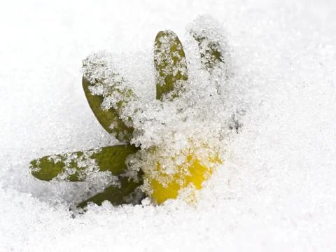 Winter Aconite in snow Stock Photos