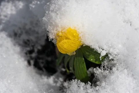 Winter aconite in snow Stock Photos