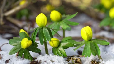 Winter aconite video Stock Footage 244567021
