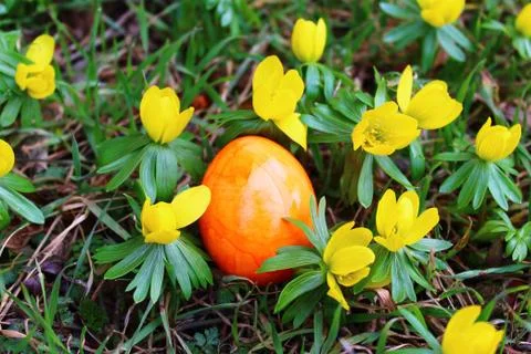 Winter aconites and a easter egg Stock Photos