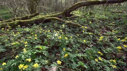 Winter aconites in the forest in springtime Stock Footage 267003158