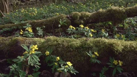 Winter aconites in the forest in springtime (slide) Stock Footage 267003159