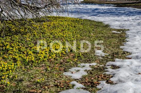 Winter aconites Stock Photos