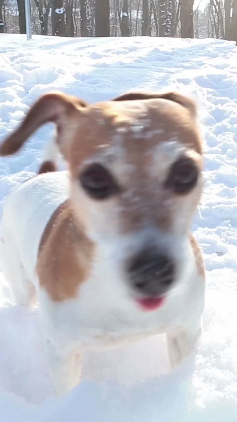 Winter active dog playing in snow Video stock 314547291