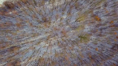 Winter aerial forest seen from above - 4k footage. Top down aerial forest. 库存影片 101307304