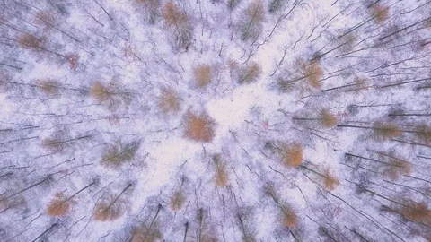 Winter aerial forest seen from above - 4k footage. Top down aerial forest. 動画素材 101310088