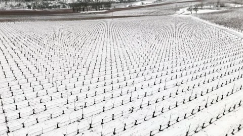 Winter Aerial Reverse Flyover Revealing Snow-Covered Vineyard Stock Footage 301413639