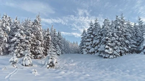 Winter aerial of snowbound pine woods in Scottish highlands Stock Footage