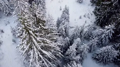 Winter Aerial View Over A Forest With Snow And Trees 스톡 동영상 167744408