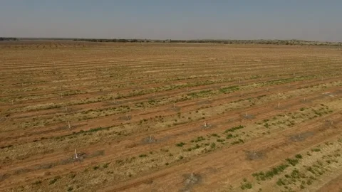 Winter Aerial View of Pecan Tree Orchard Stock Footage 243567539