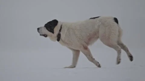 Winter Alabai sprint in slow motion, dynamic snow scene with powerful dog. Stock Footage 295328320
