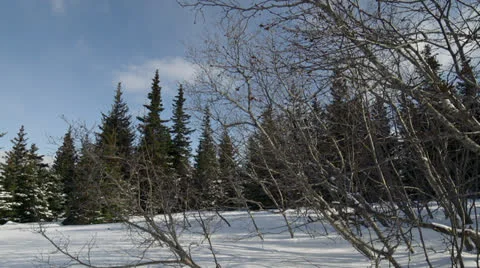 Winter Alder Branches in Wind - Wide Pan to Lensflare Sunburst Stock Footage 22522533