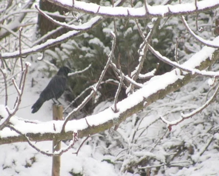 Winter in the Alps Stock Footage 1049105