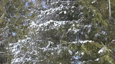 Winter in the Alps Stock Footage 10880196