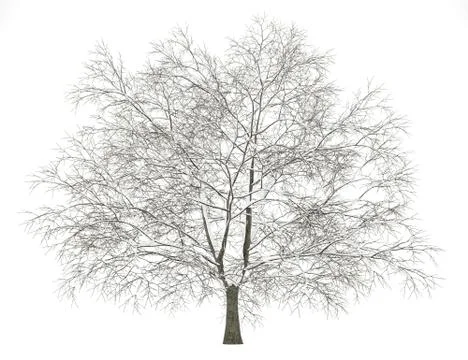 Winter american beech tree isolated on white background Stock Illustration