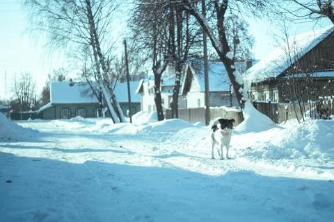 Winter and dog Stock Photos