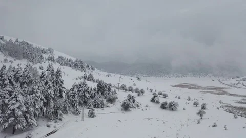 Winter and fly snow tree Stock Footage 126371654