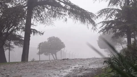 Winter and fog Stock Footage 172404152