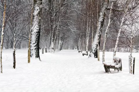 Winter and path in snow Stock Photos