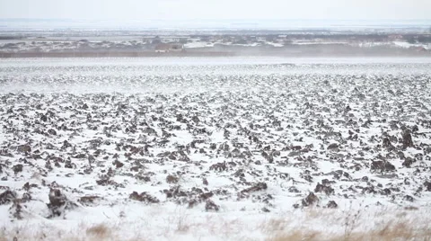 Winter and snow Видео 46023277