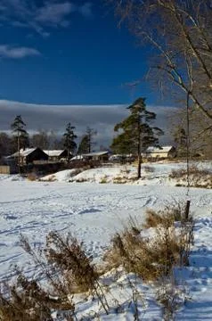Winter and snow, pine tree by road among snow and dry grass. Stock Photos