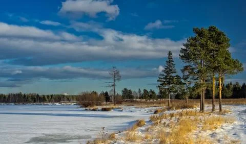 Winter and snow, pine tree by road among snow and dry grass. Foto stock