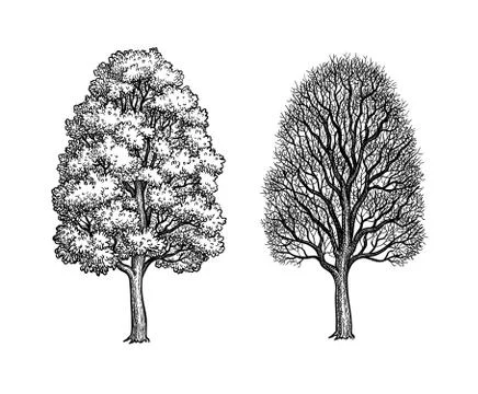 Winter and summer maple trees. Stock Illustration