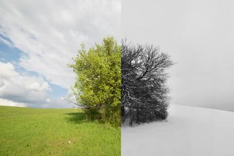 Winter and summer, tree divided by seasons of the year Stock Photos