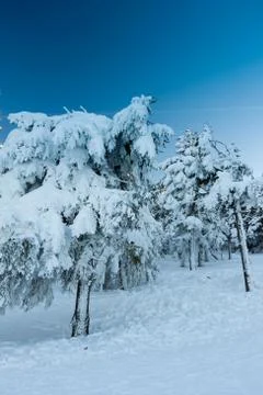 Winter and trees Stock Photos