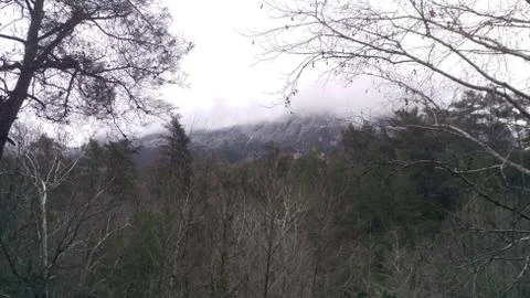 Winter and trees Stock Photos