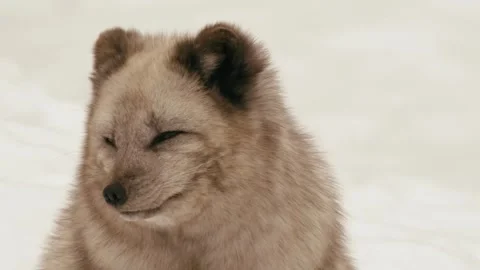 Winter animals00000596 Stock Footage 243033617