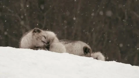 Winter animals00001394 Stock Footage 243033582